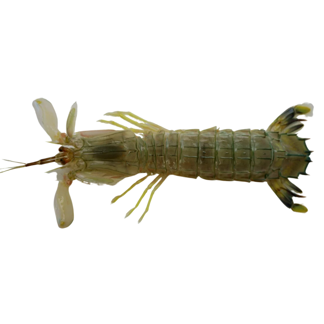 Mantis Shrimp
