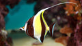 Moorish idol