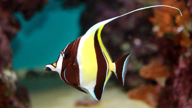 Moorish idol