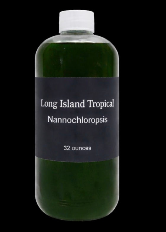 Nannochloropsis Oculata