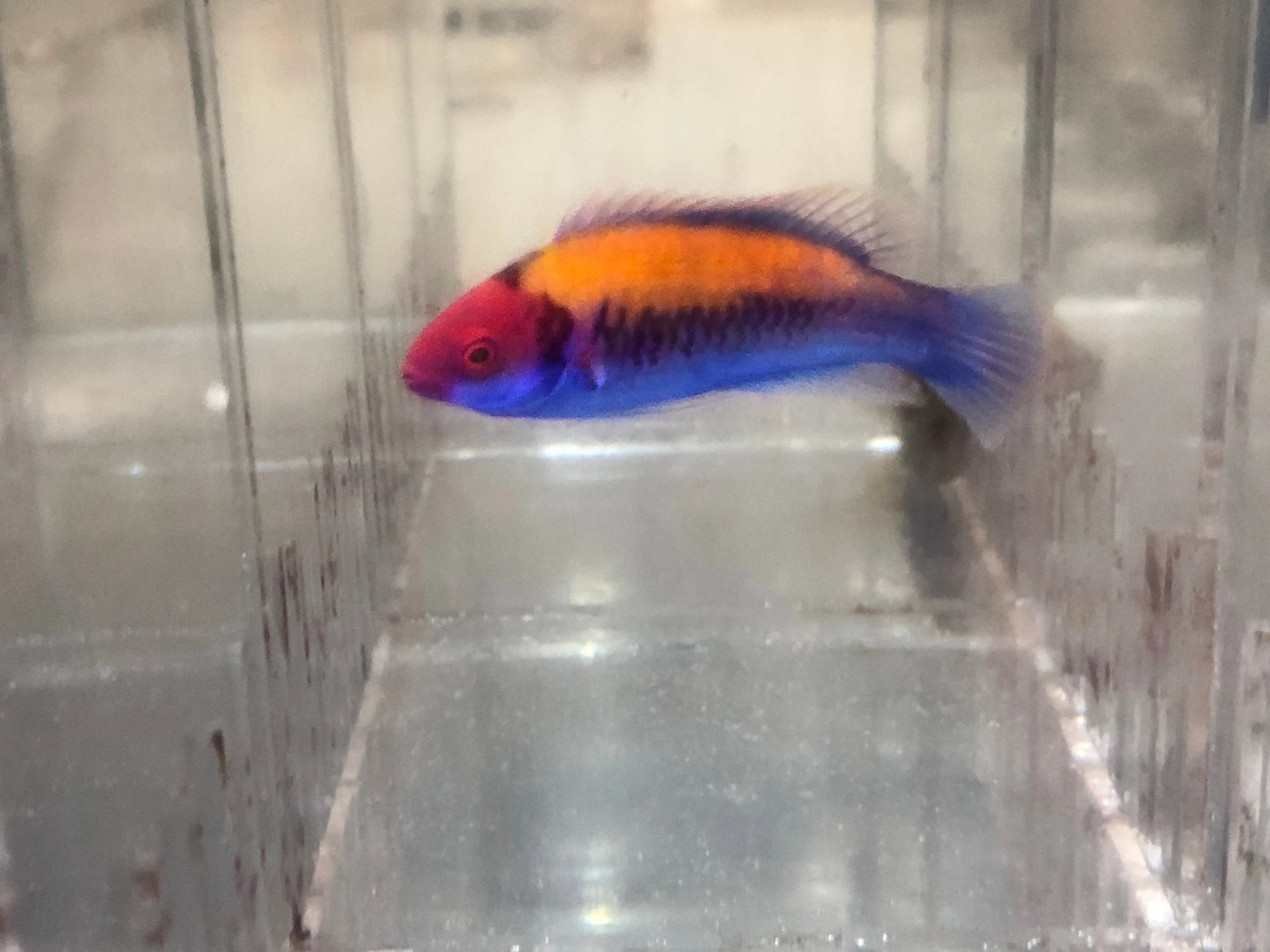 Orangeback fairy-wrasse