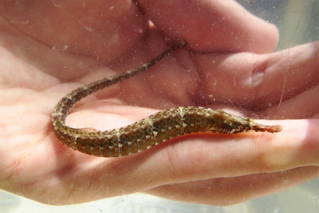 Gulf pipefish