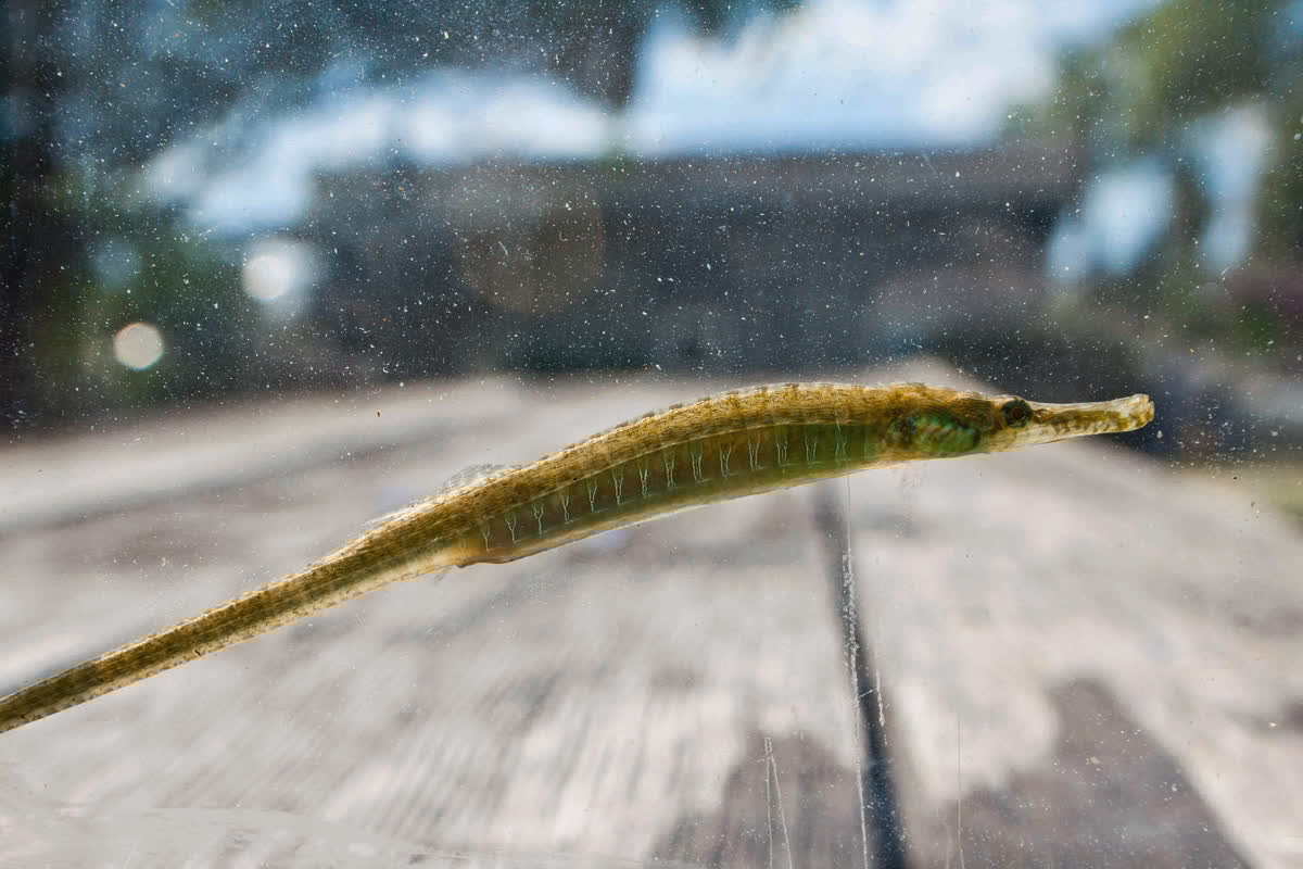 Gulf pipefish