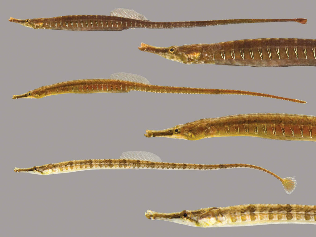 Gulf pipefish