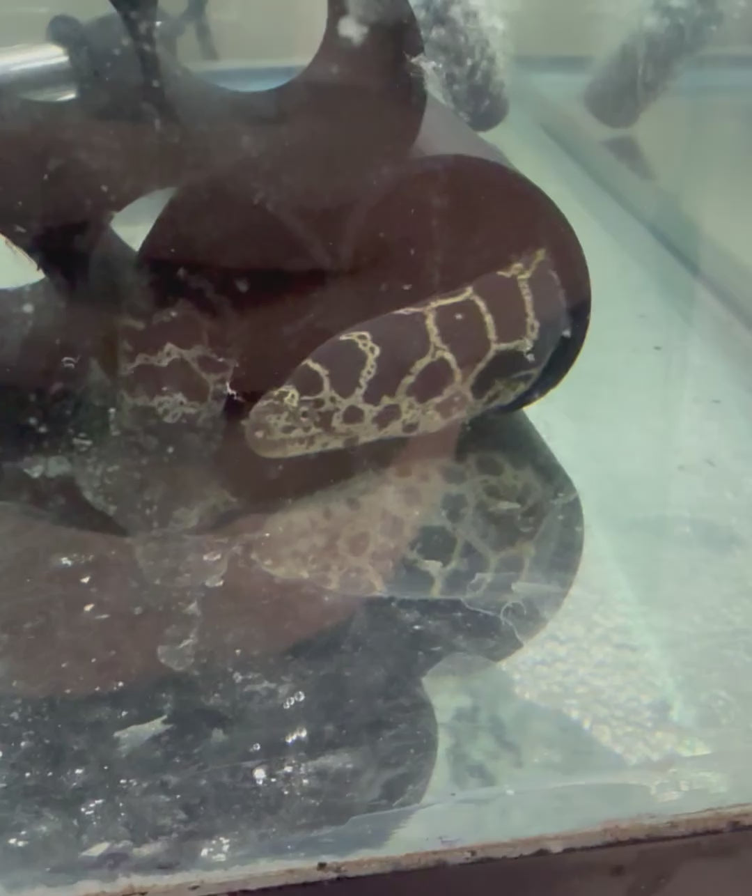 Chain Link Moray