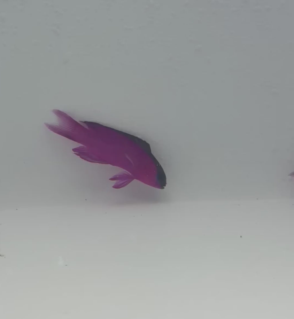 Black Cap Basslet