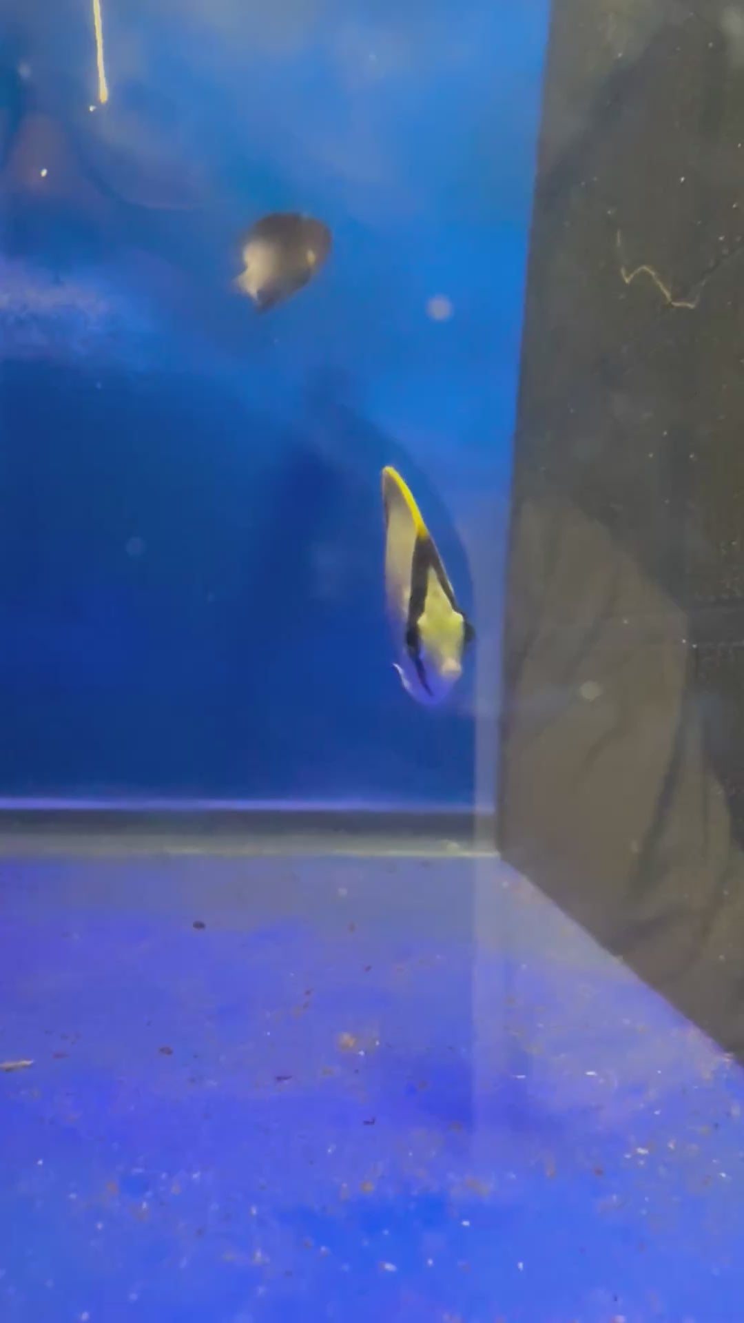 Reef Butterflyfish