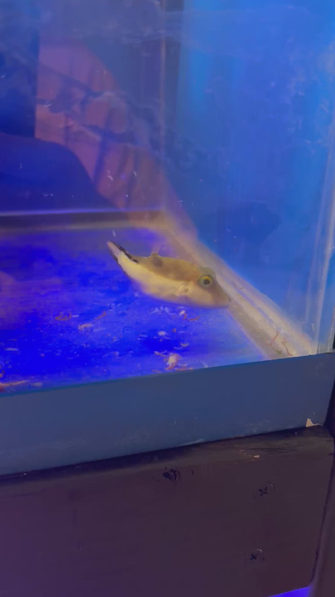 Sharpnose Puffer
