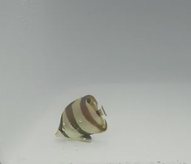 Banded Butterflyfish