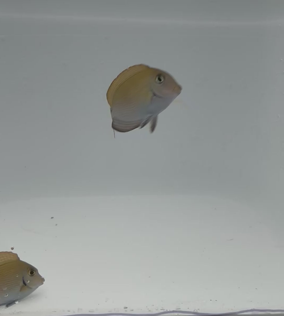 Atlantic Doctorfish