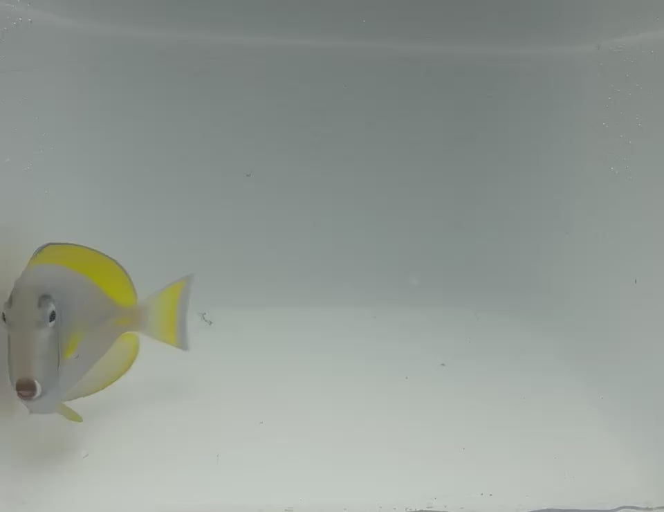 Hybrid Powder Blue Tang