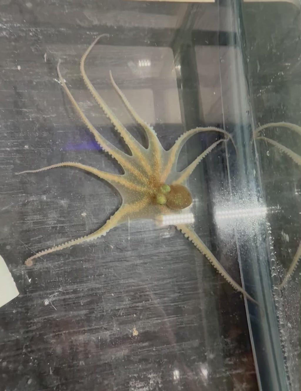 Octopus