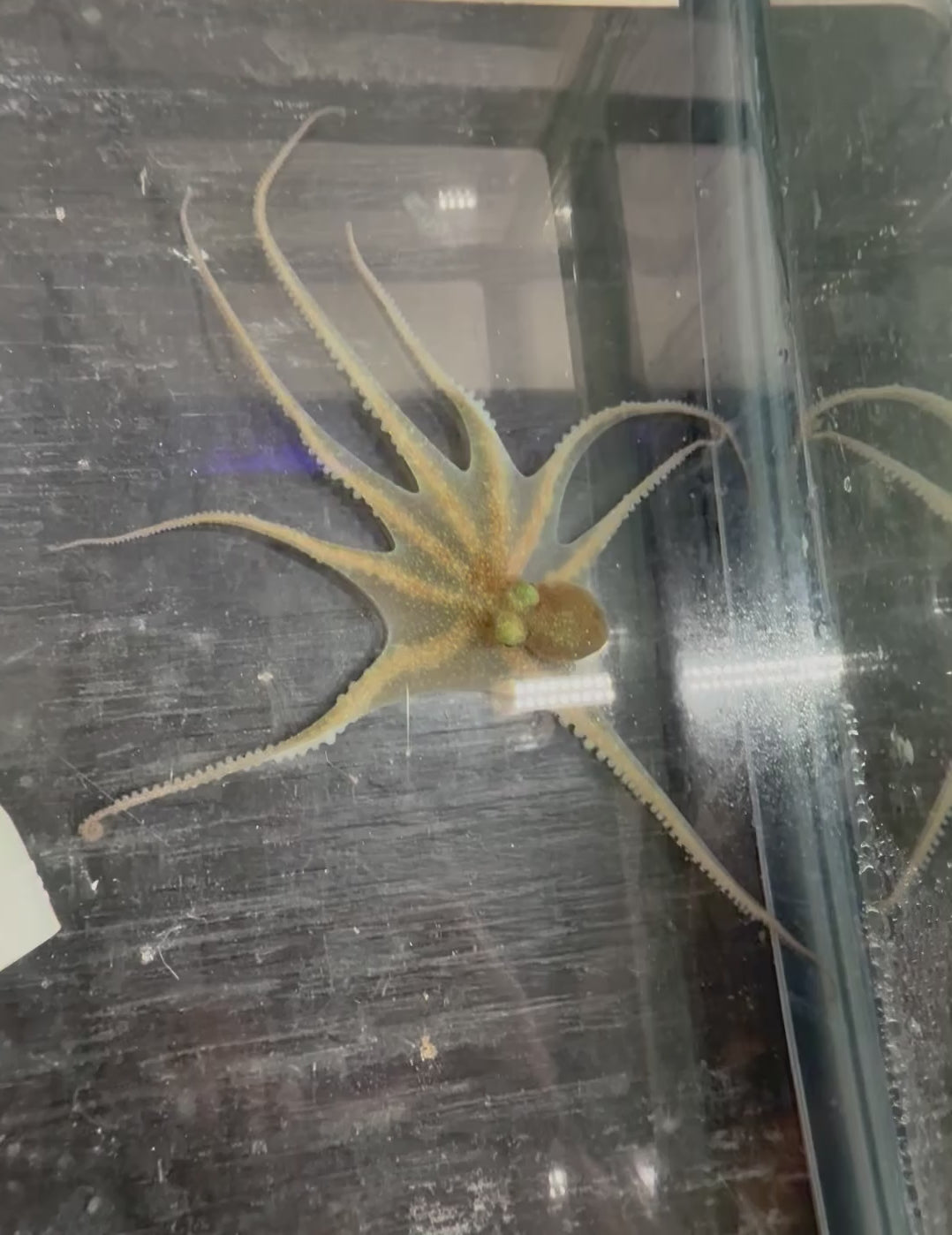 Octopus