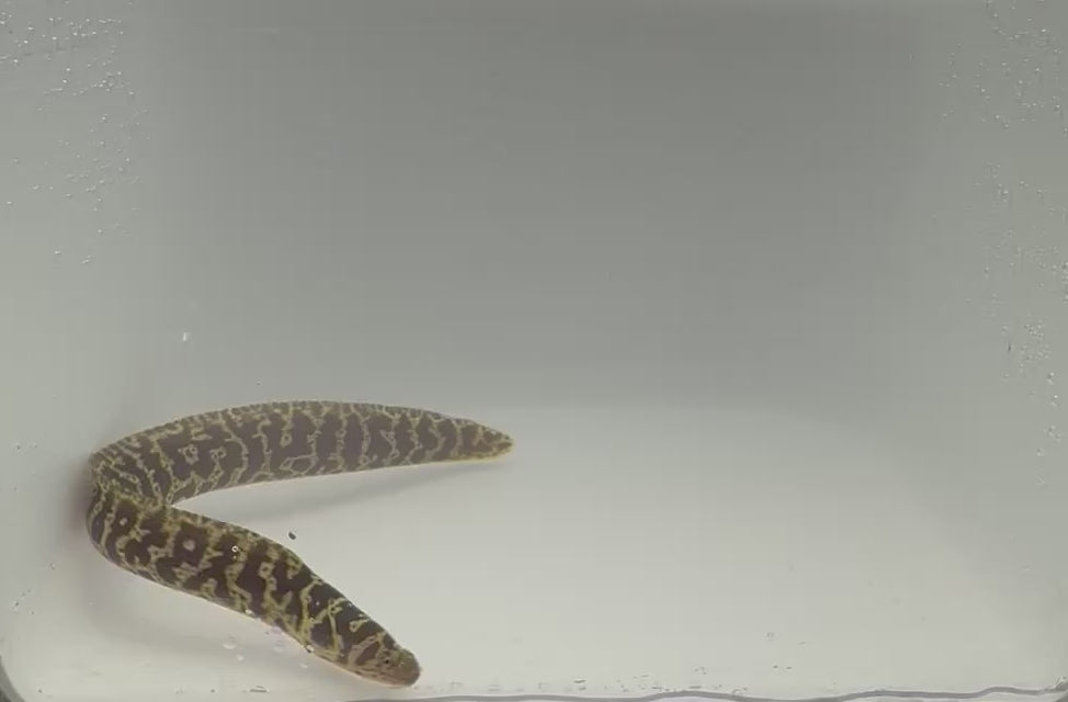 Chain Link Moray