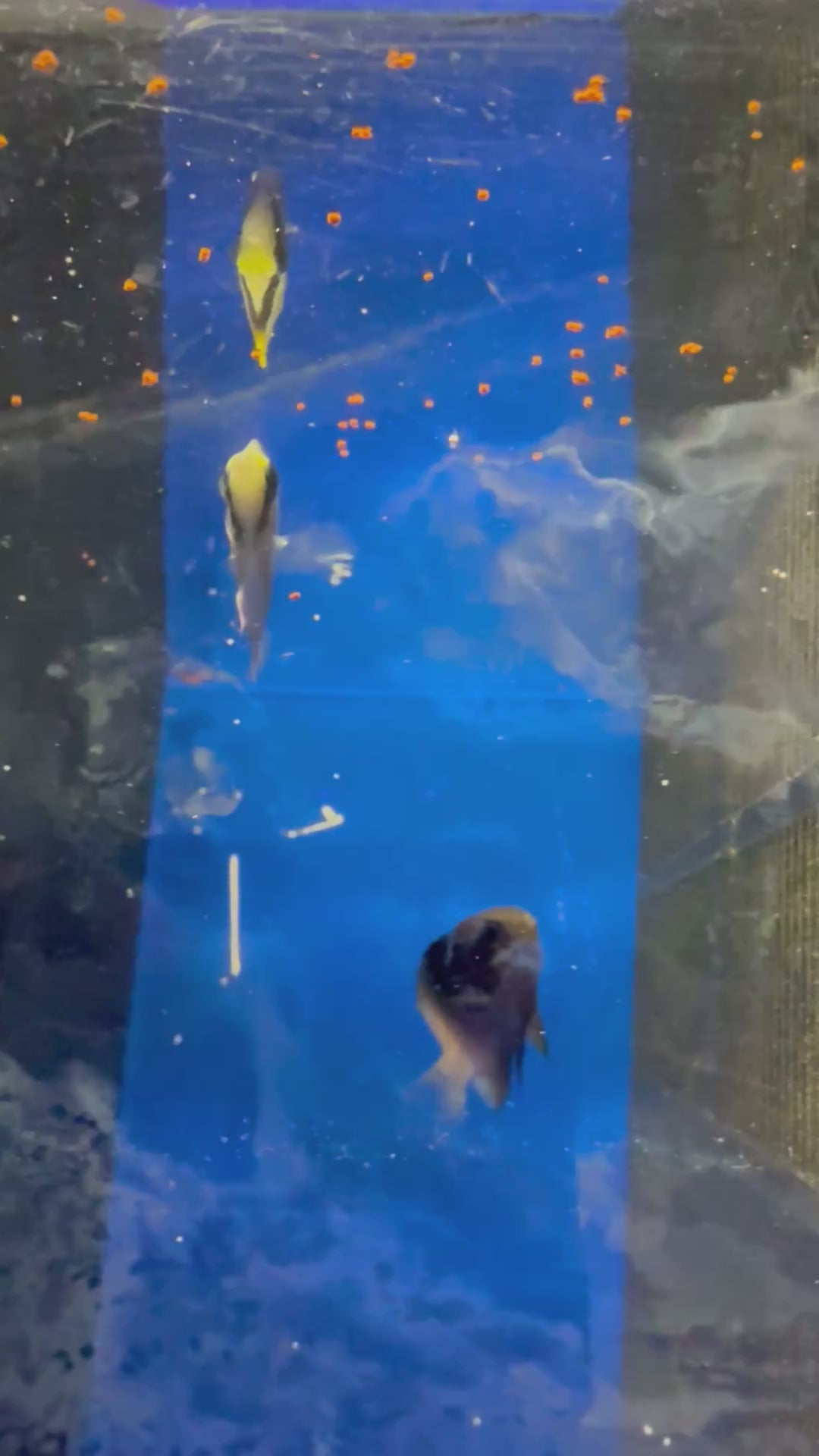 Reef Butterflyfish