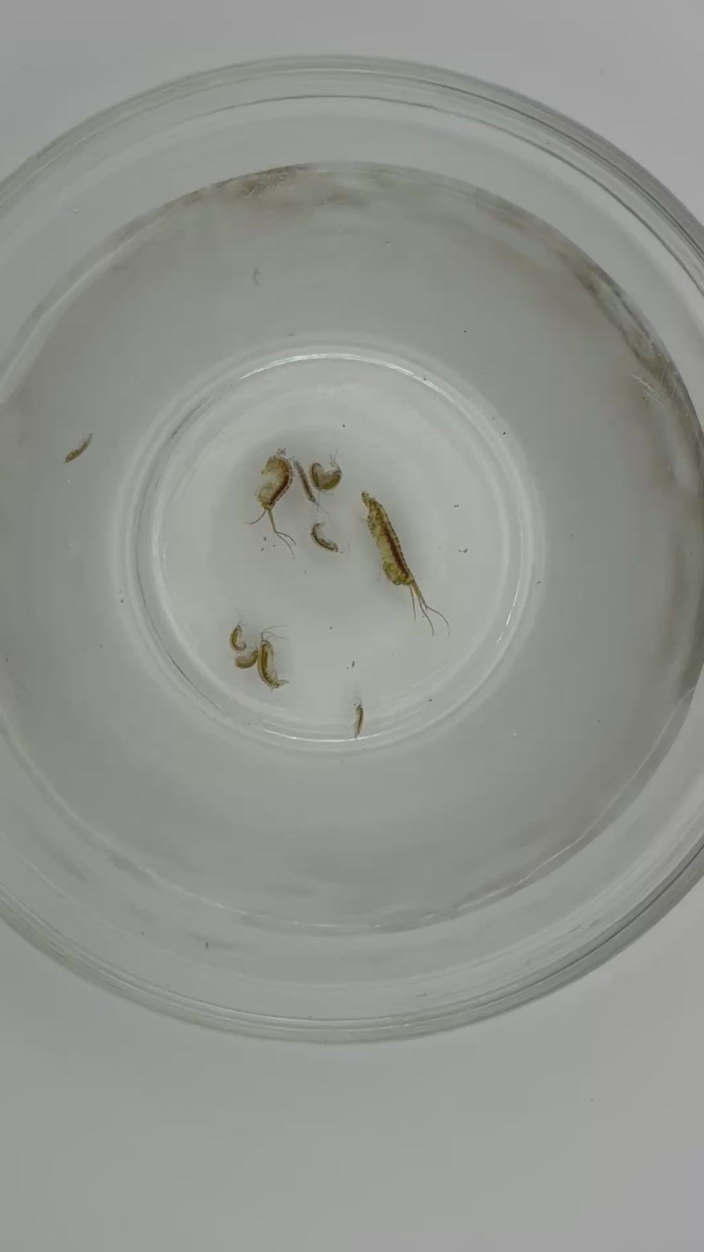 Amphipods