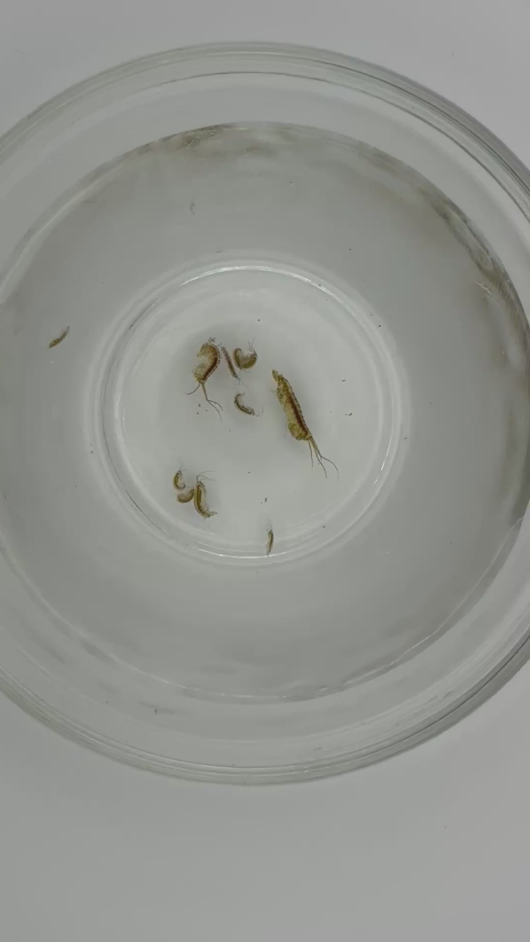 Amphipods