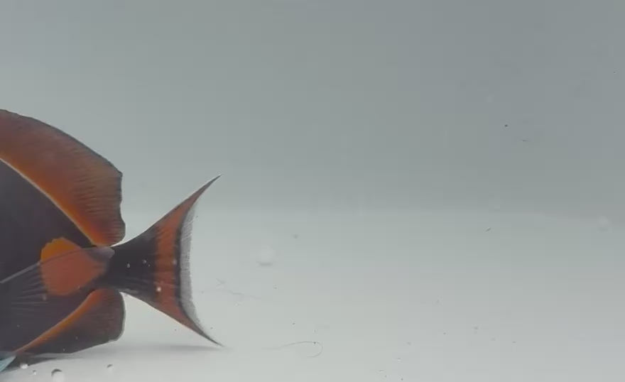 Achilles Tang