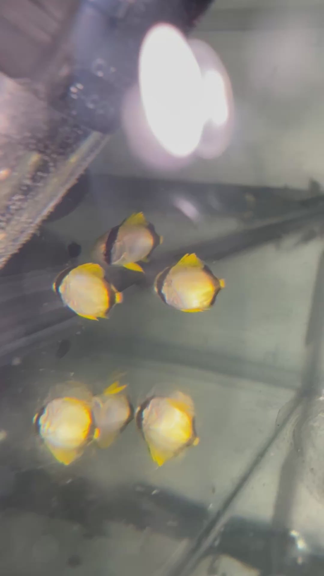 juv. Spotfin Butterflyfish