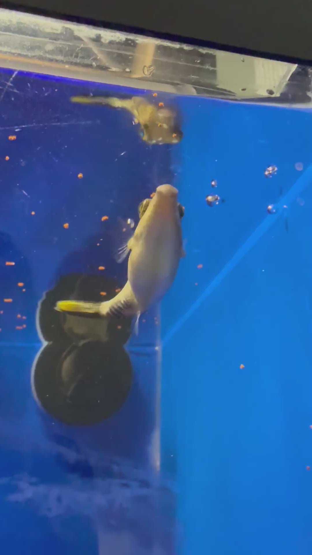 Sharpnose Puffer