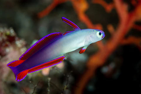Purple firefish