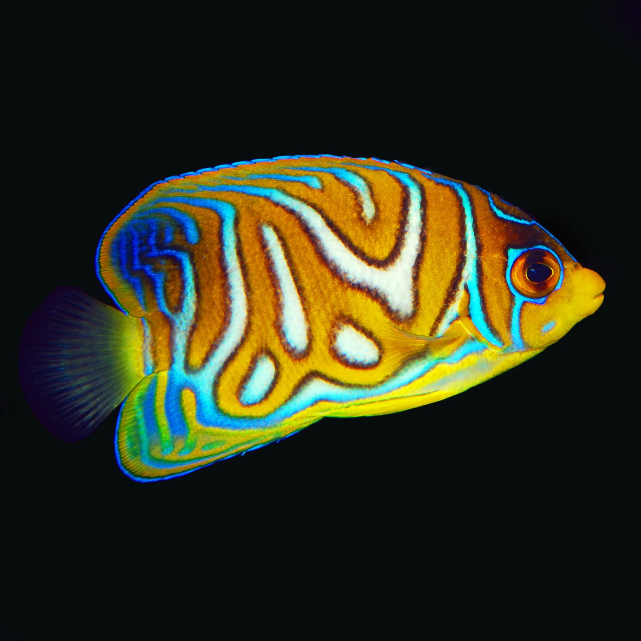 Regal Angelfish (juv.)