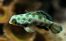 Spotted Mandarin Dragonet