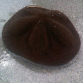 Sea Biscuit