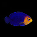 Pygmy Angelfish
