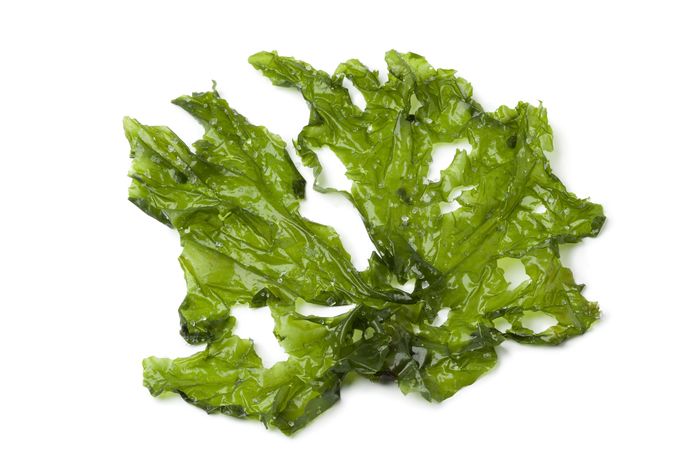 Sea Lettuce