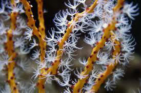 Yellow/ Red Finger Gorgonian