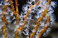 Yellow/ Red Finger Gorgonian