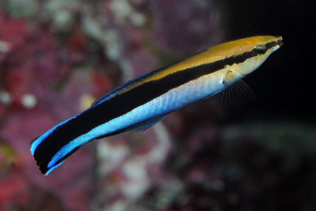 Golden head cleaner wrasse